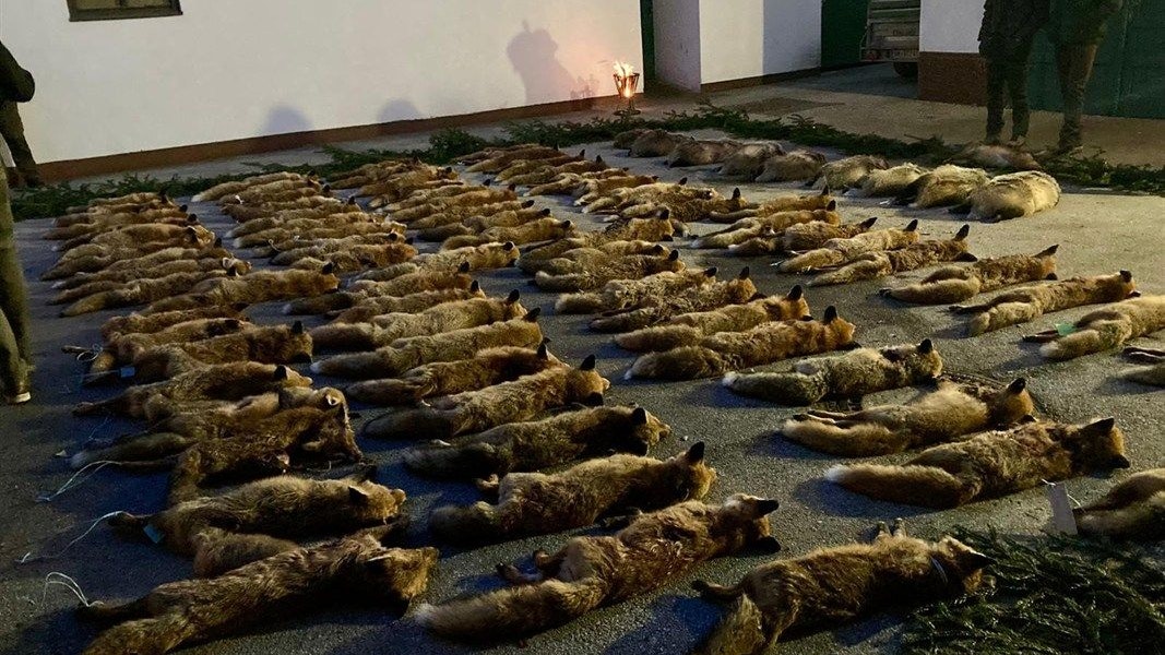 Zahlreiche Füchse und Dachse, teilweise schon trächtig mussten ihr Leben lassen.