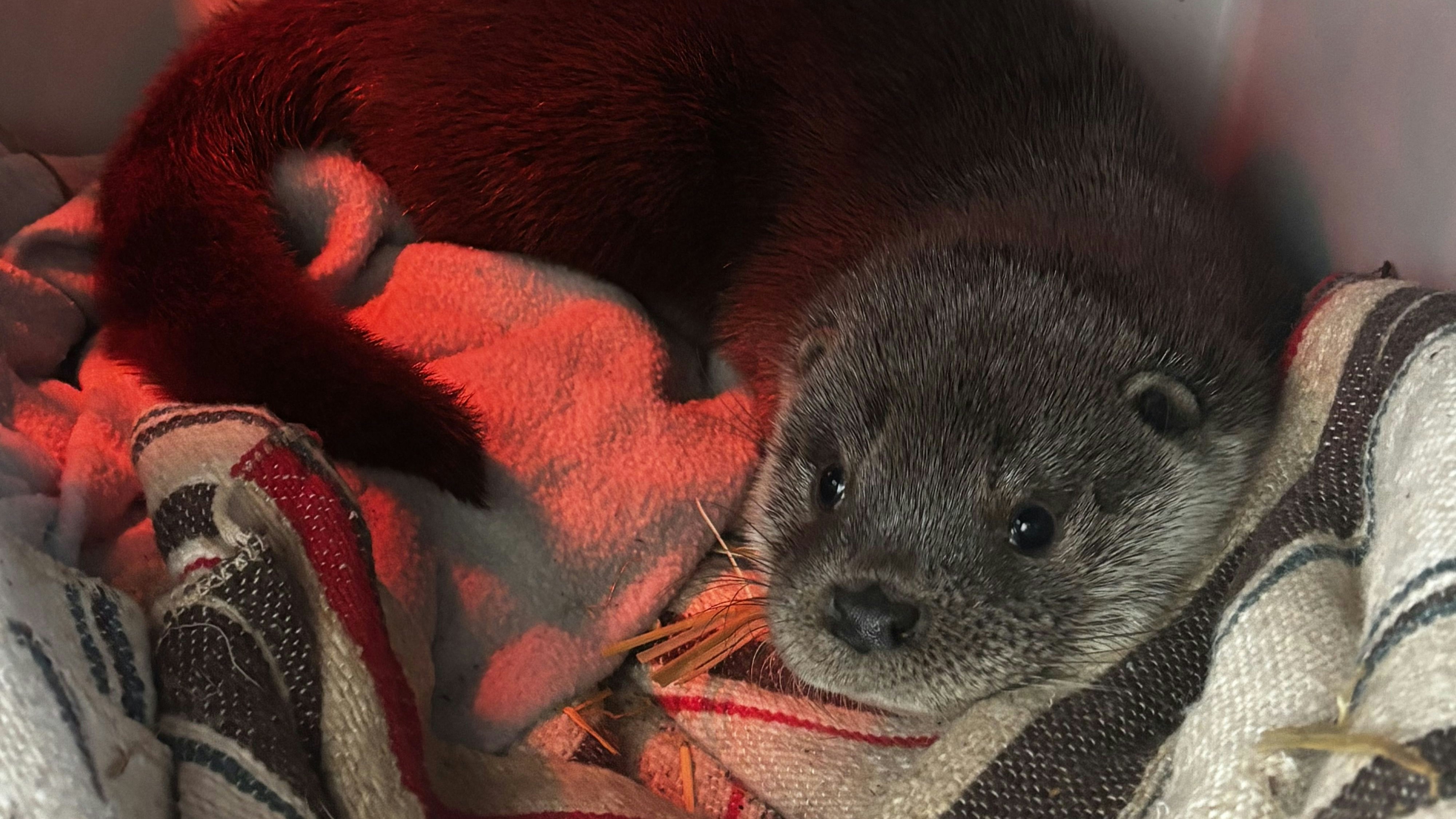 "Hermine" entspannt unter der Wärmelampe.