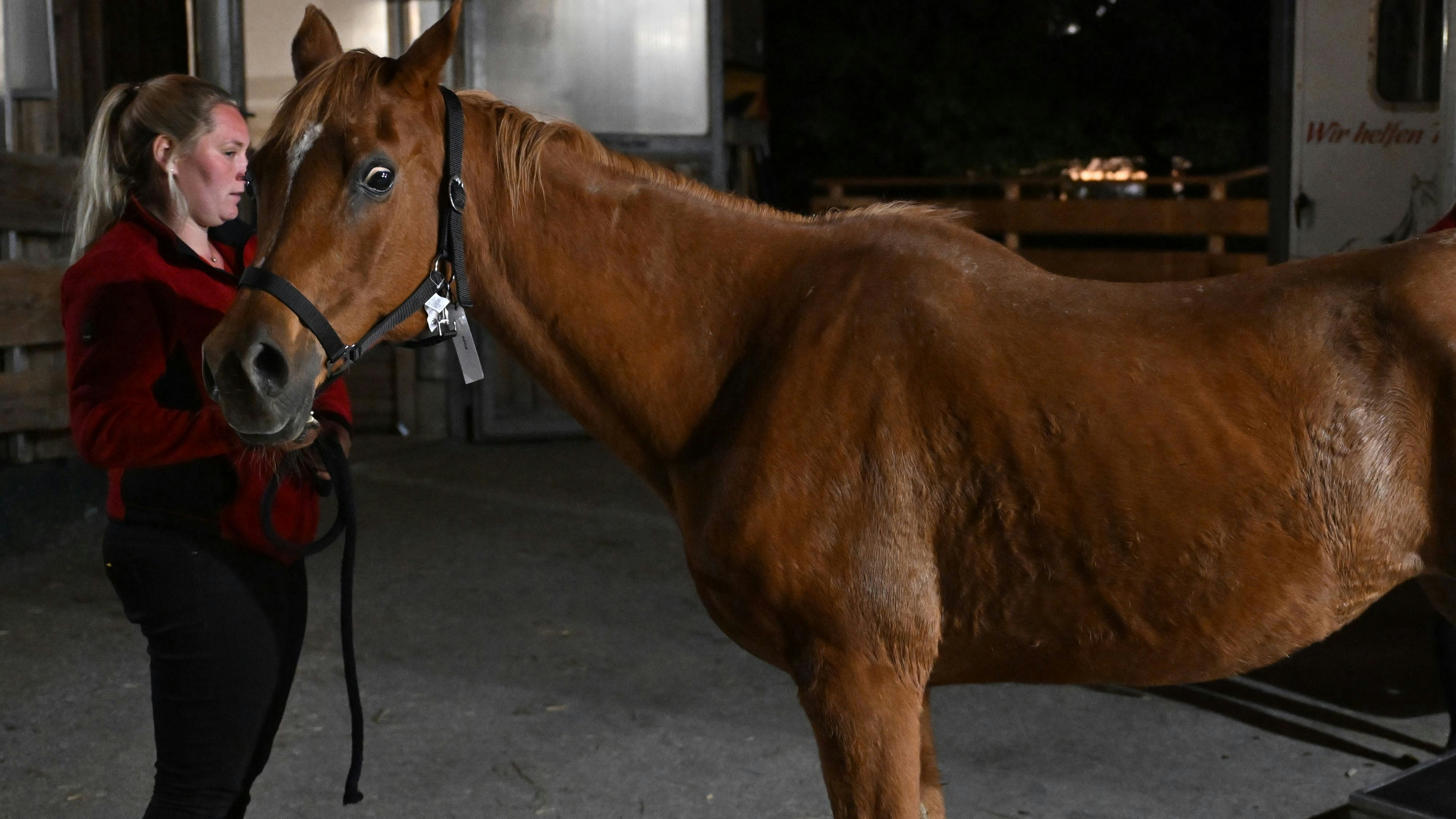 Zwölf unterernährte Pferde wurden in Niederösterreich 2025 beschlagnahmt. 