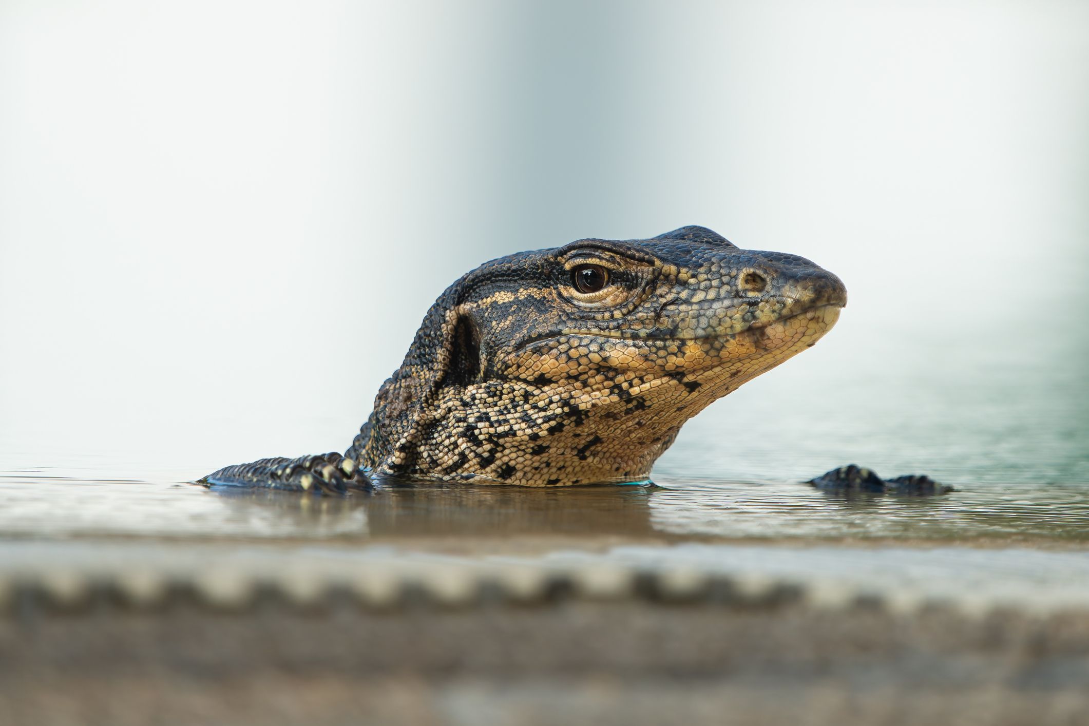 Guck-Guck! sind in Bangkok völlig normal.
