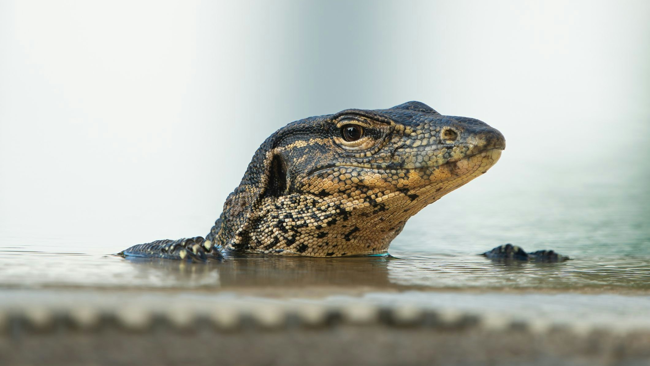 Heute.at - Bei uns füttert man Enten - dort Urzeitechsen