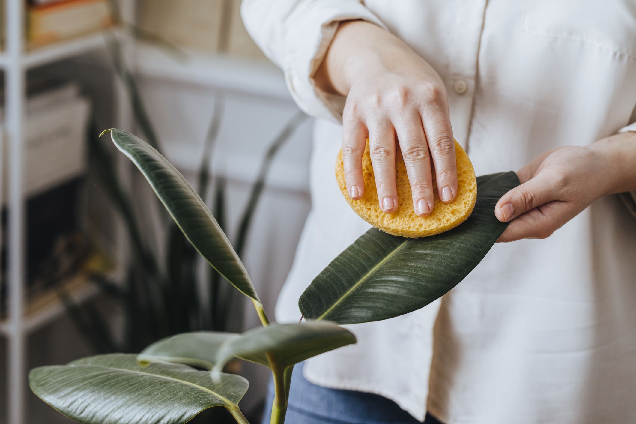Machen Zimmerpflanzen mehr Staub oder ist das Gegenteil der Fall?