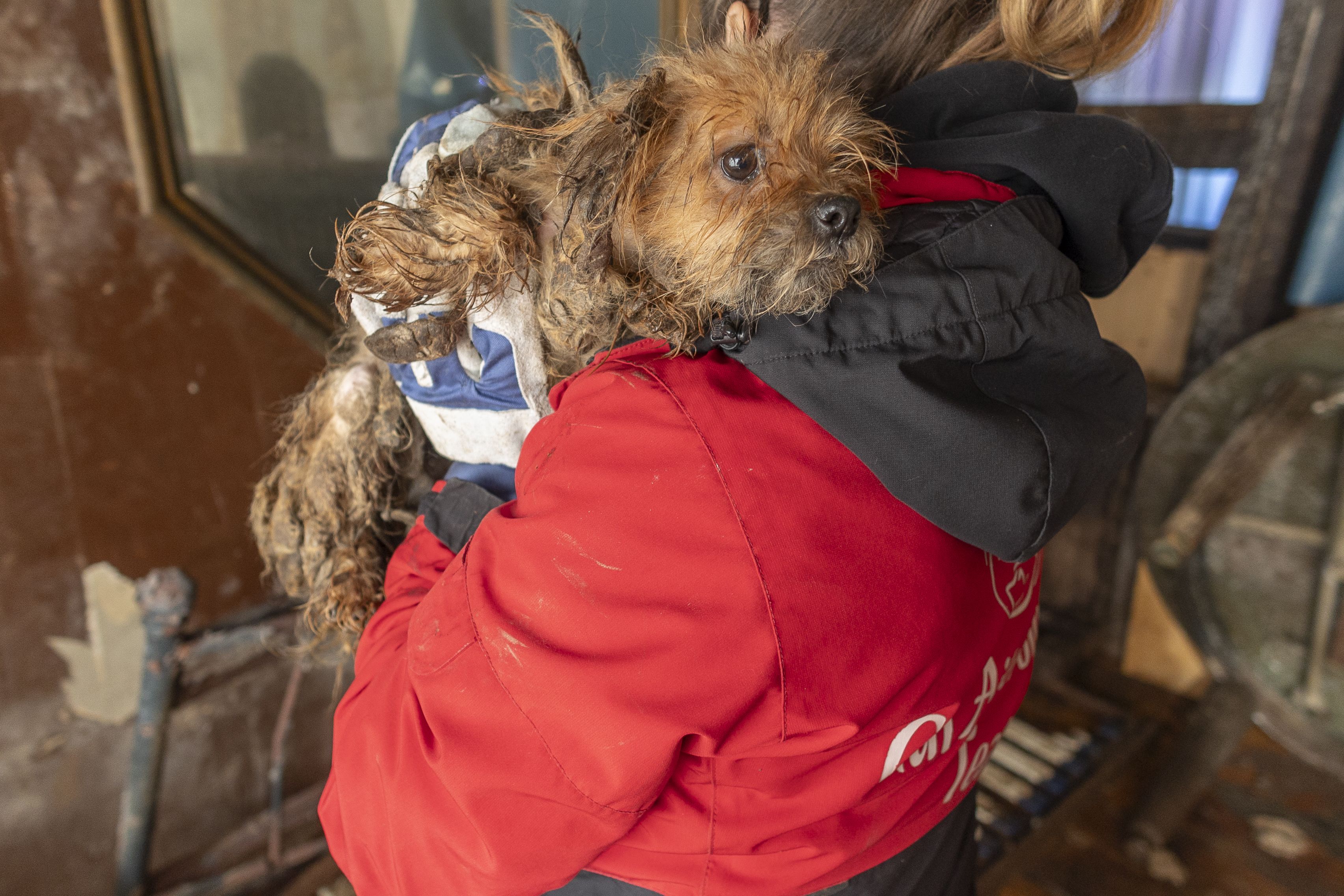 Vor allem behördlich abgenommene Tiere mussten irgendwo hin.