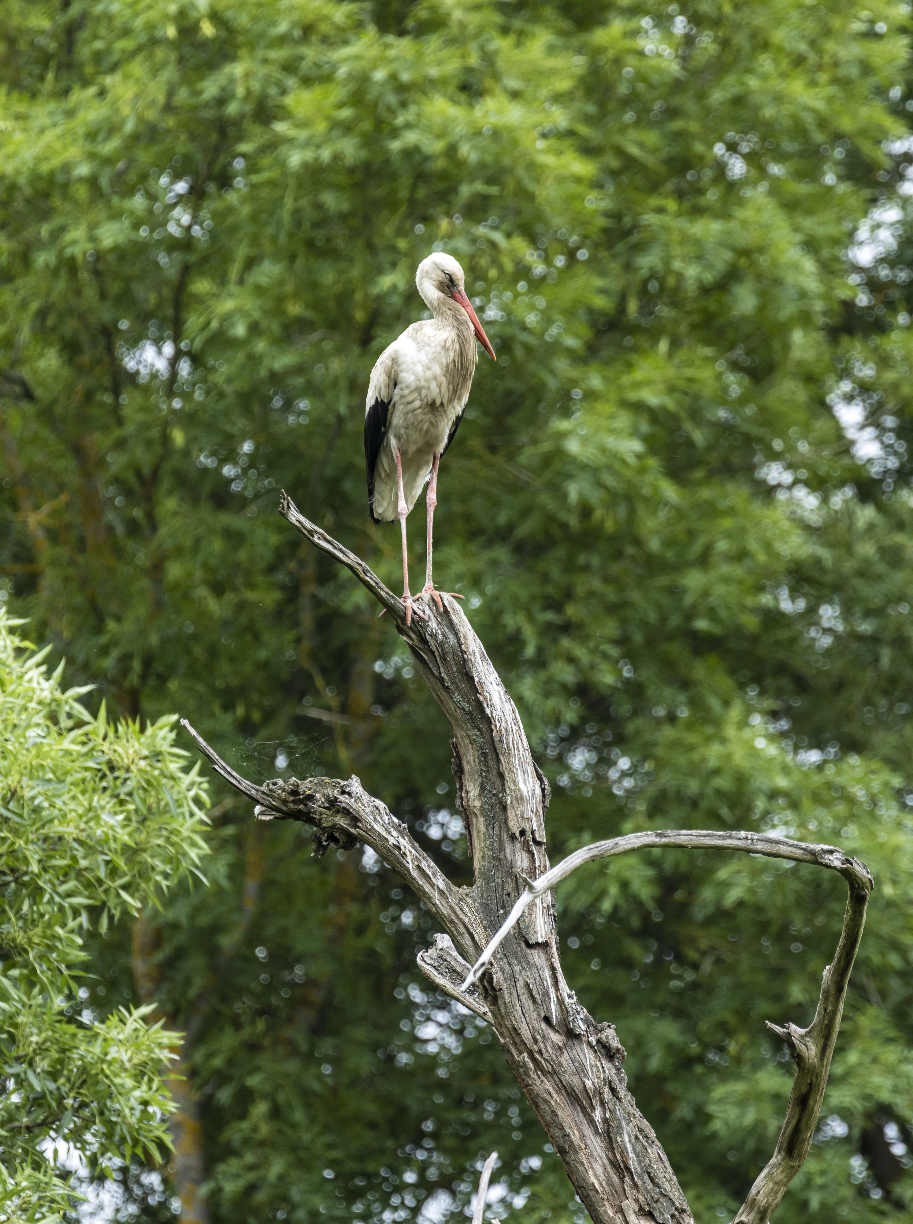Im WWF-Reservat in Marchegg ist am Sonntag der erste Weißstorch gelandet.