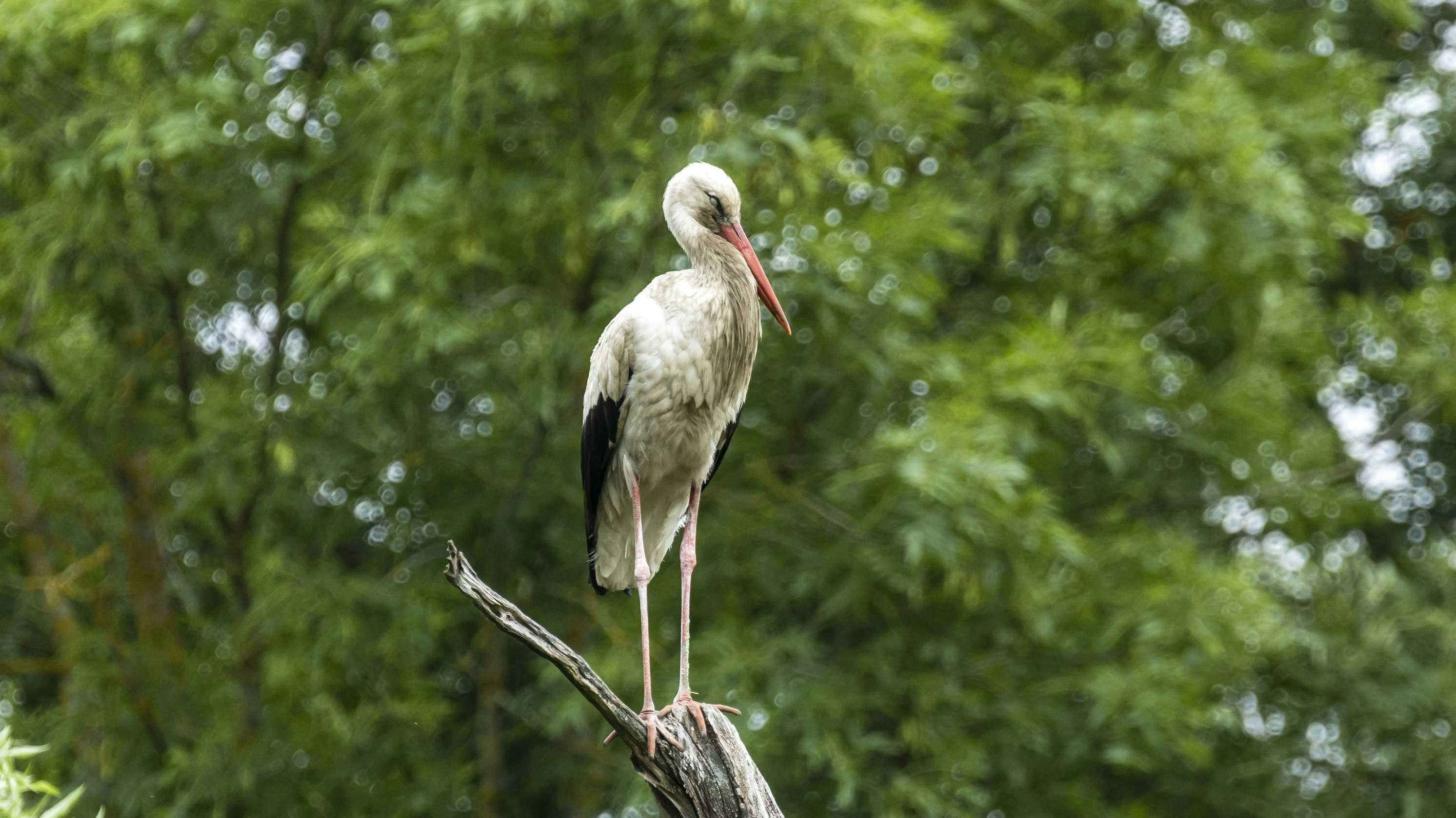 Heute.at - Erster Weißstorch des Jahres landet in Niederösterreich