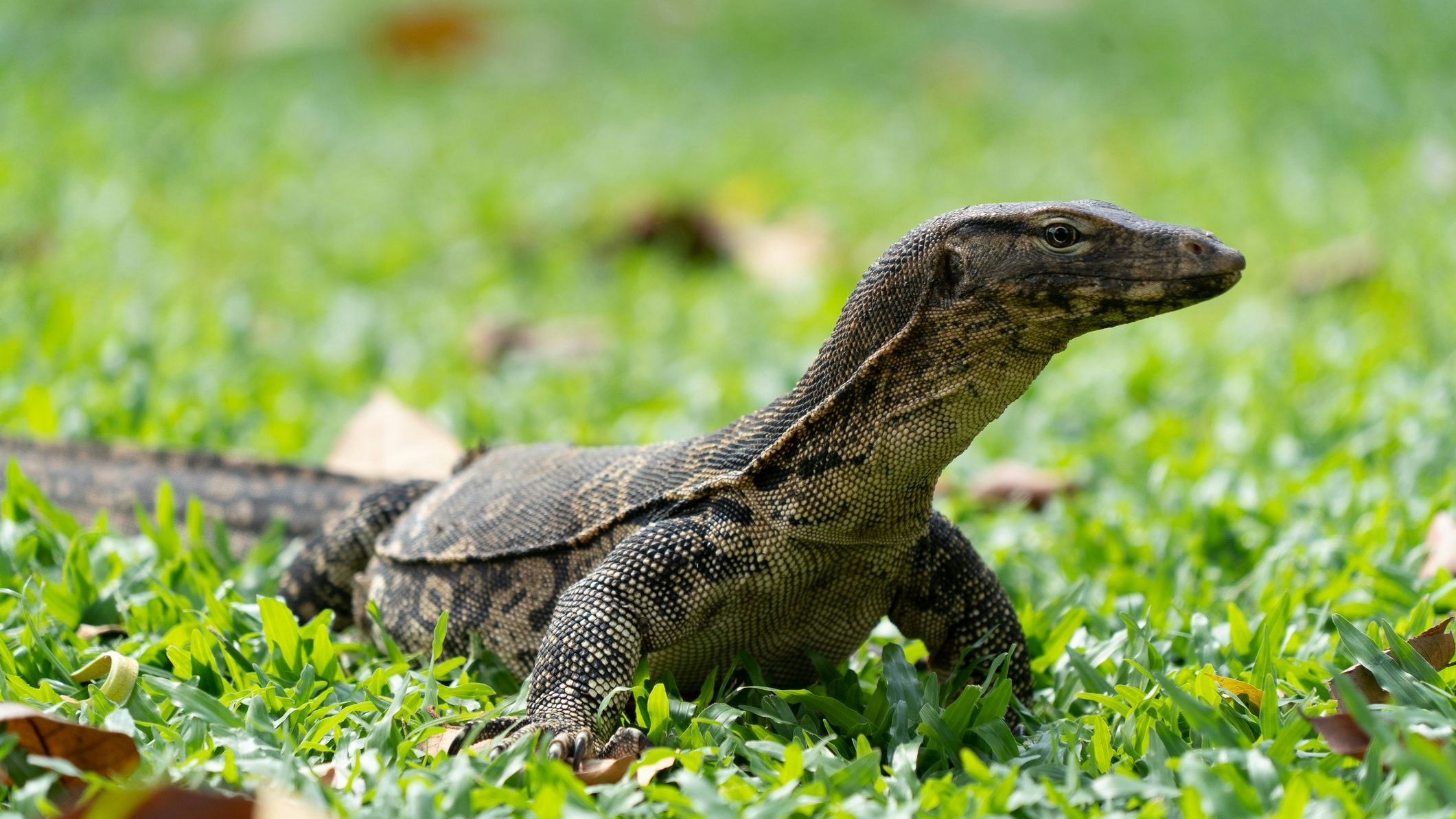 Man sollte respektvollen Abstand halten, auch wenn Bindenwaran nicht so "giftig" und gefährlich wie ihre großen Verwandten auf Komodo sind. 