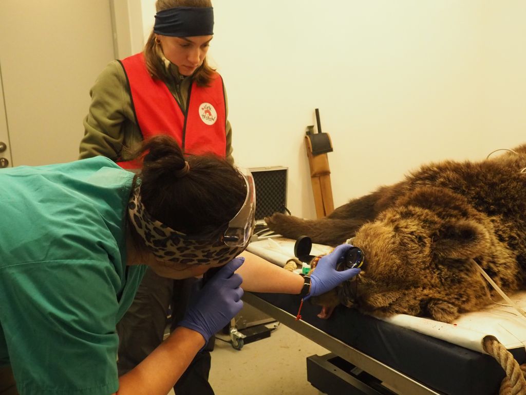 Der erste Vet-Check im Bärenwald für Neuankömmling 