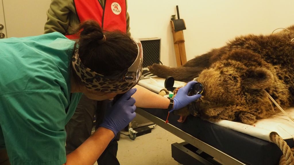 Der erste Vet-Check im Bärenwald für Neuankömmling "Mici". 