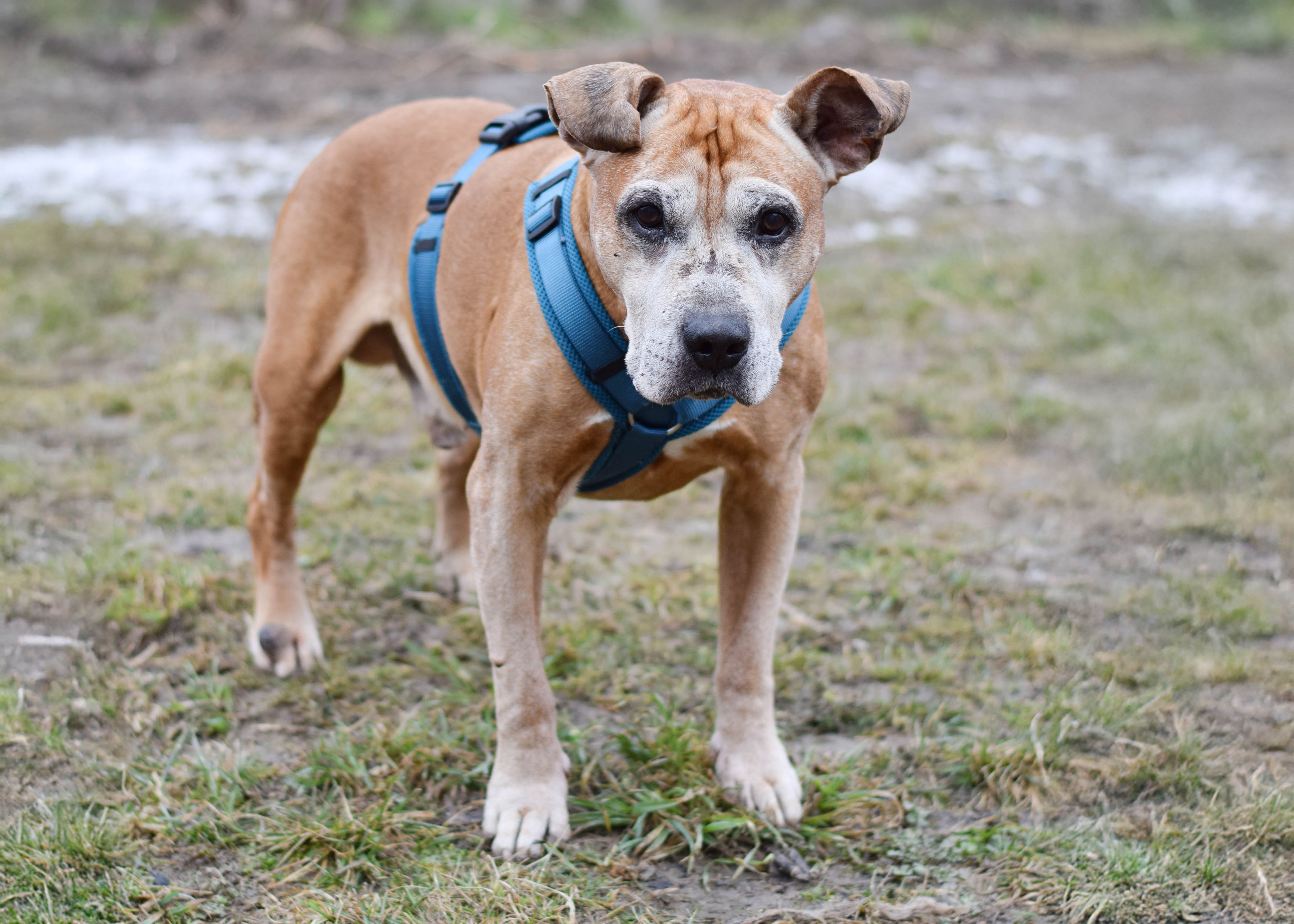 Heute.at - Wo darf Romulus seinen Lebensabend verbringen?