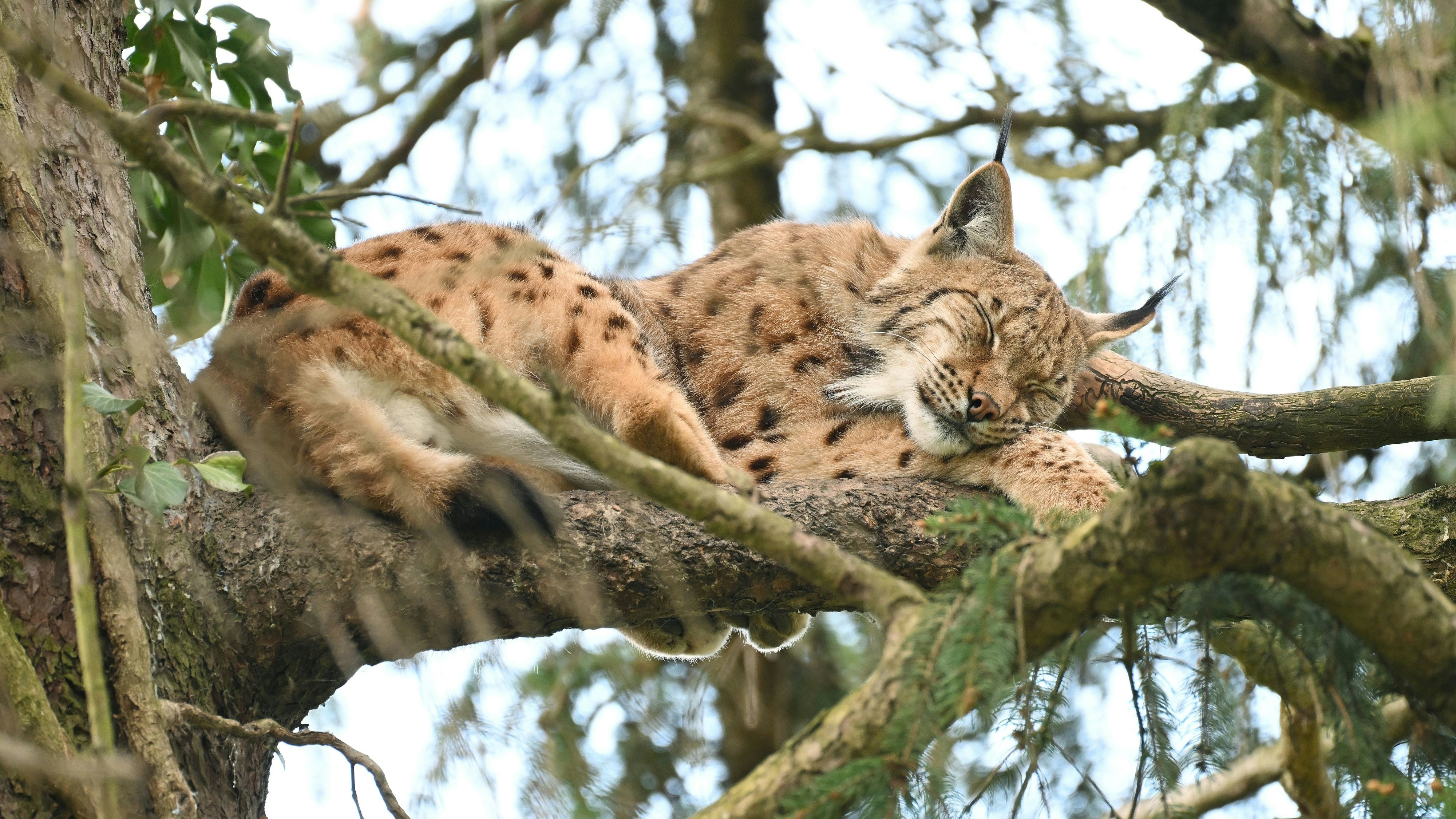 Der Luchs macht ein Nickerchen. 