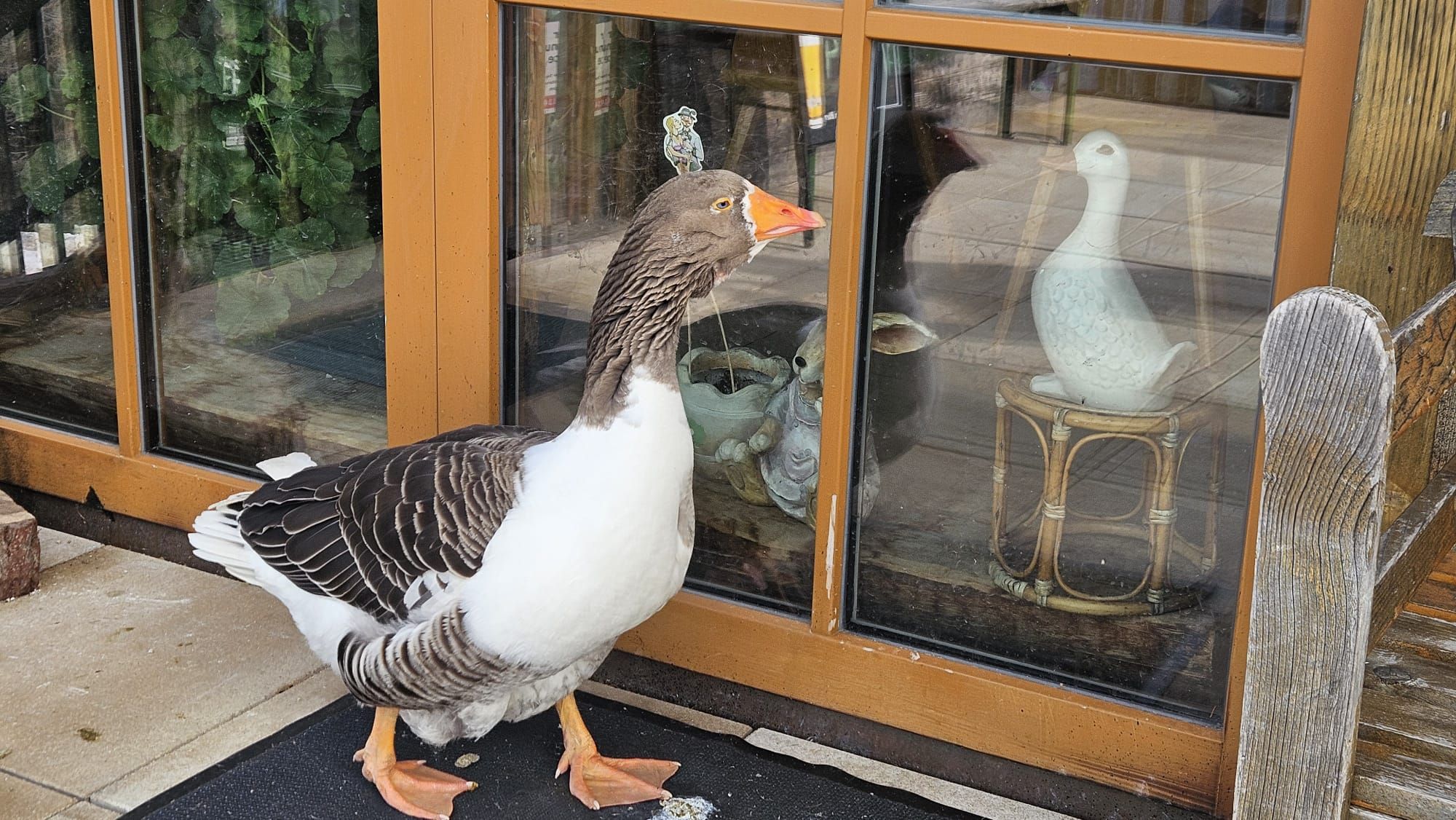 Ganter Jonny schnattert statt Jenny nun eine Ton-Gans an.