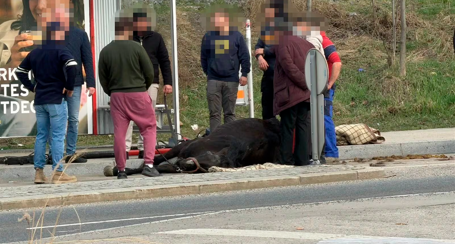 Heute.at - Eingeschläfert! Fiakerpferd bricht auf Straße zusammen