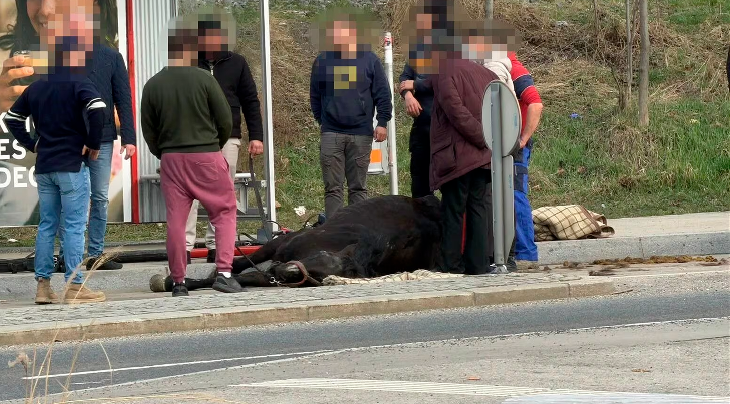 Das Tier sackte am Straßenrand zusammen. 