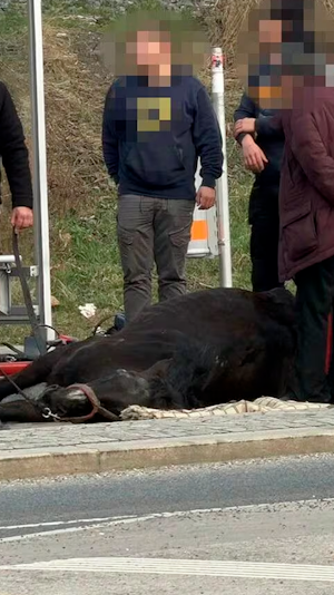 Fiakerpferd stirbt in Wien-Simmering nach Zusammenbruch – Vorfall löst Debatte um Tierschutz und strengere Regeln für Pferdekutschen aus.