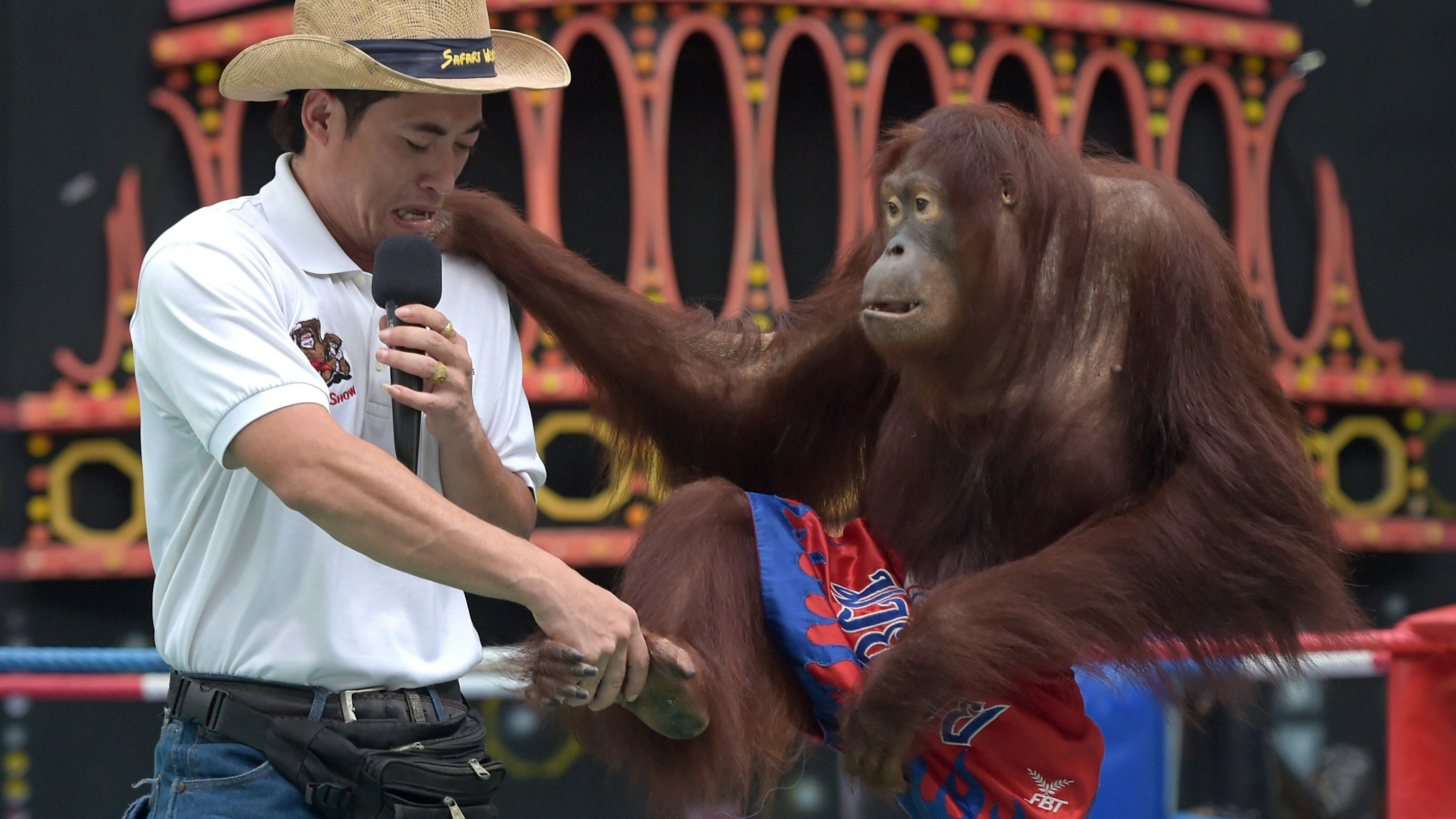 "The show must go on"  - in diesem Fall, bitte NICHT! 