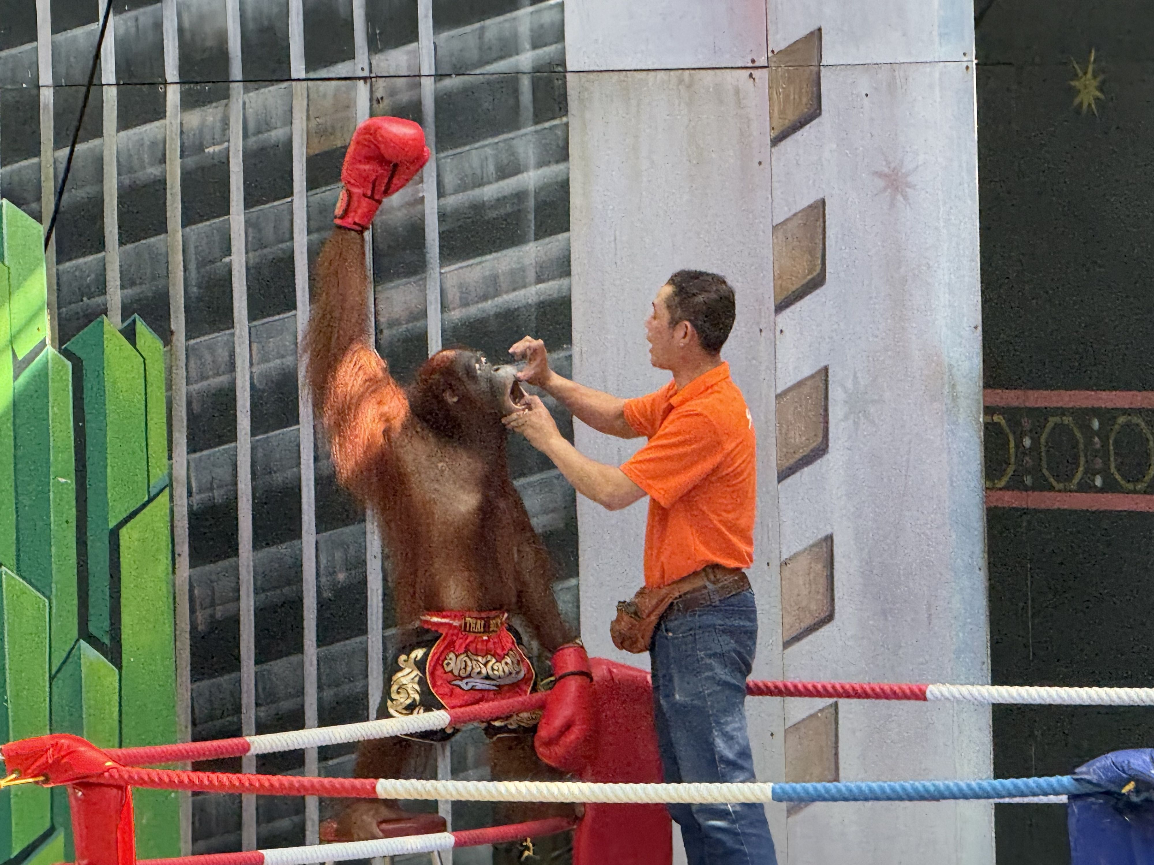 Heute.at - Entertainment? Orang-Utans im Boxring und in Dessous