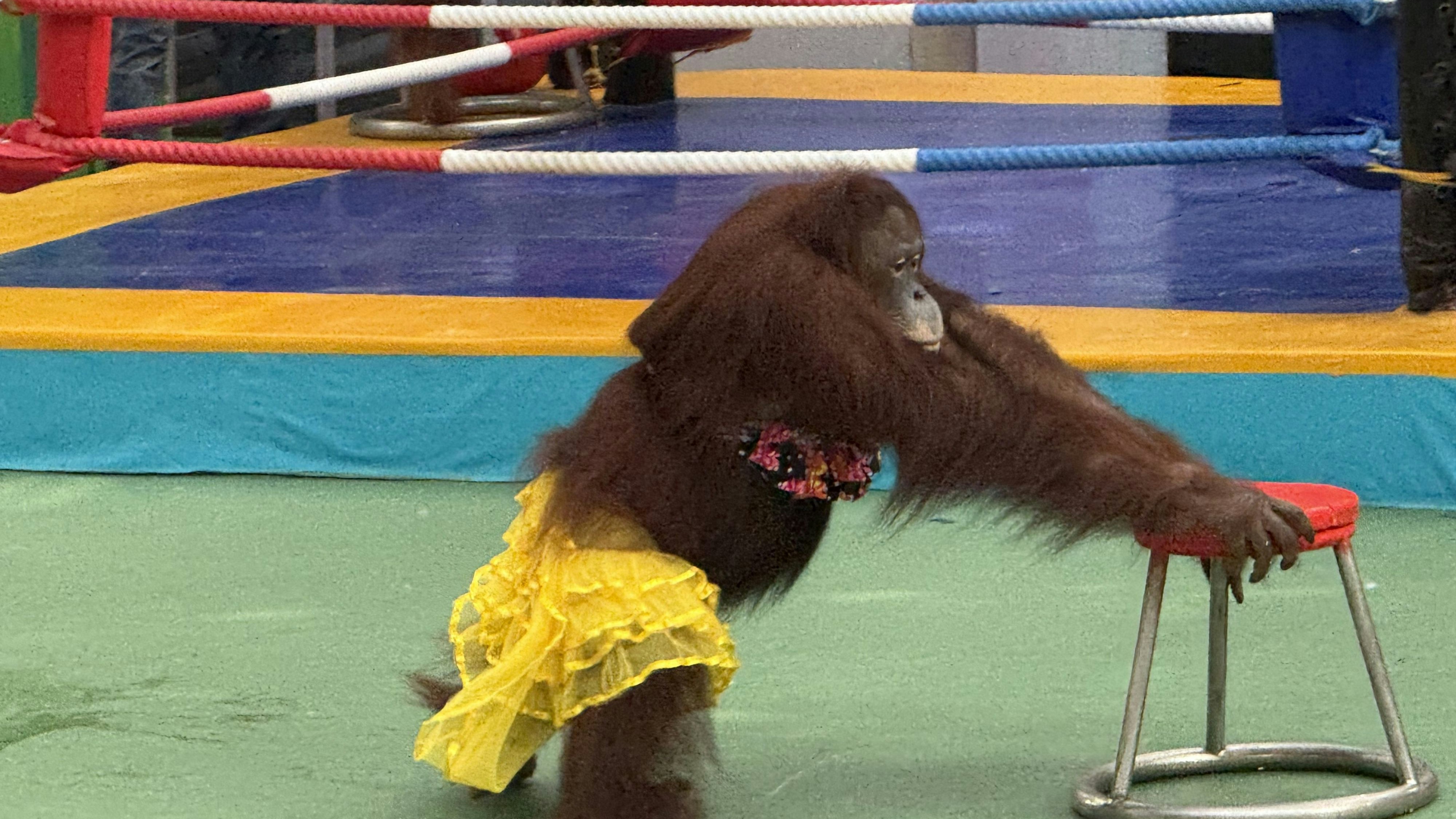 Während das Männchen im Boxring steht, muss das Weibchen "sexy" tanzen. What? 