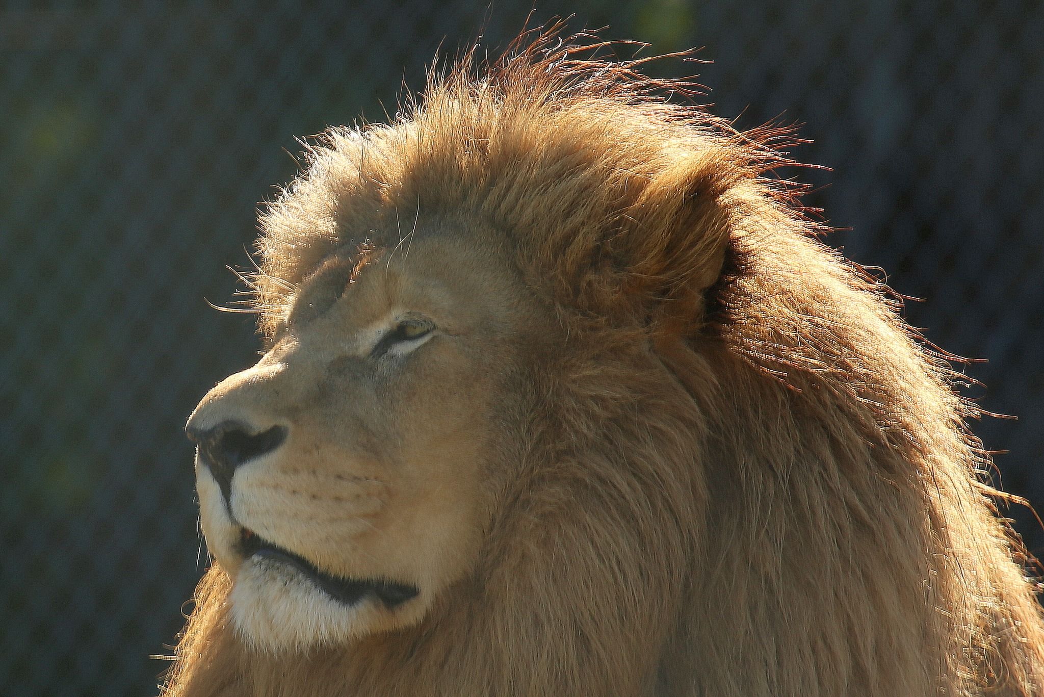 Heute.at - Zu alt für Umzug! Fünf Showlöwen mussten bangen