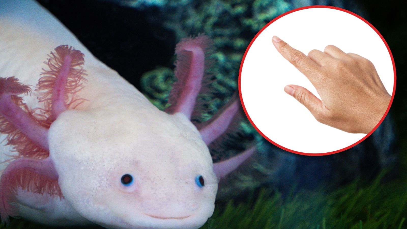 Ganze Arme wie beim Axolotl können Menschen zwar nicht regenerieren. Doch die Fingerkuppe besitzt erstaunliche Selbstheilungskräfte.