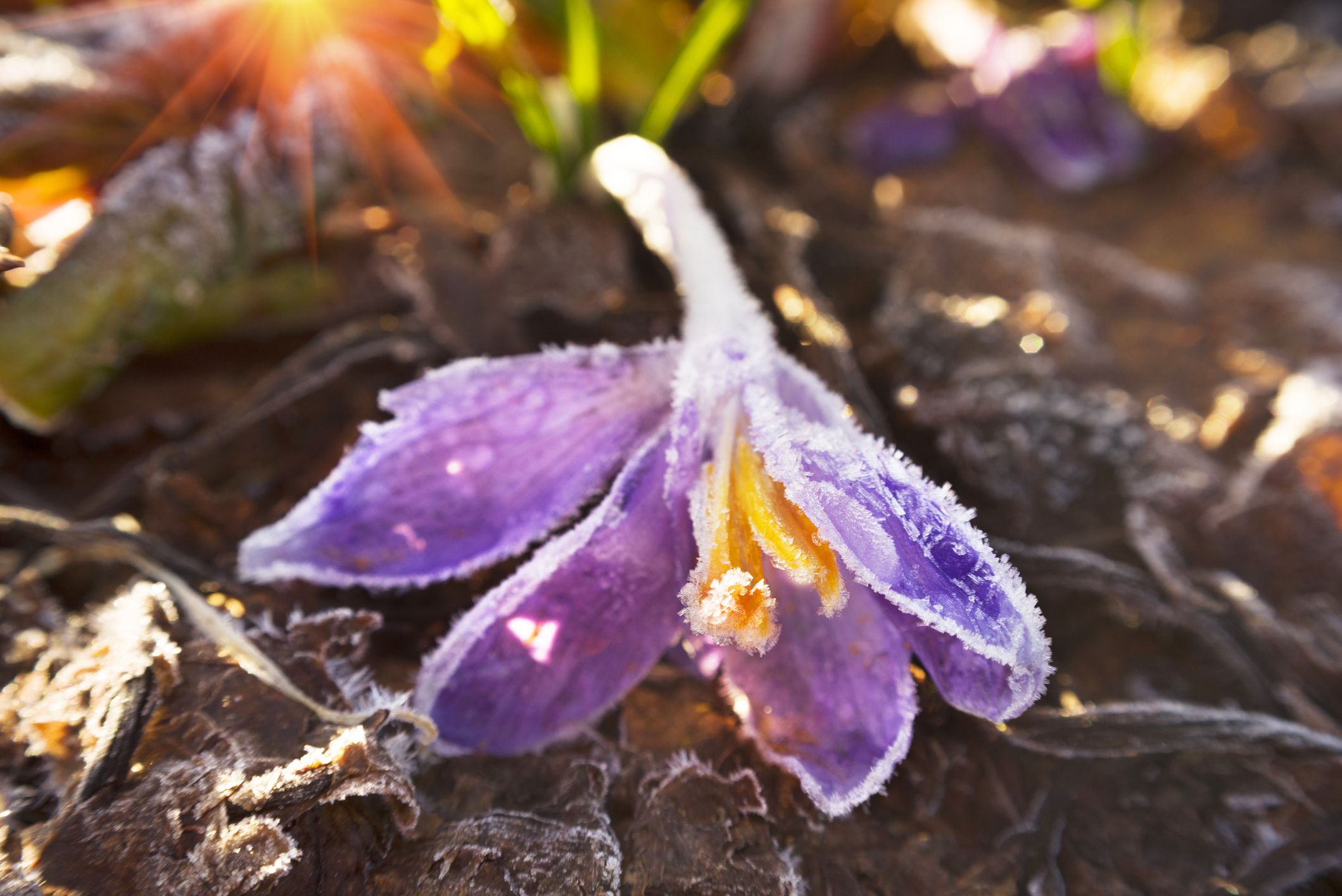 Heute.at - Väterchen Frost gibt nicht auf – Minuswerte bis Mai