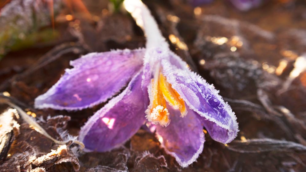 Heute.at - Väterchen Frost gibt nicht auf – Minuswerte bis Mai