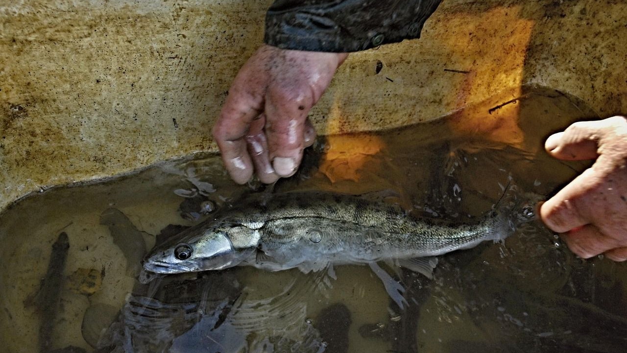 Heute.at - Wolgazander: Neuer Raubfisch breitet sich aus