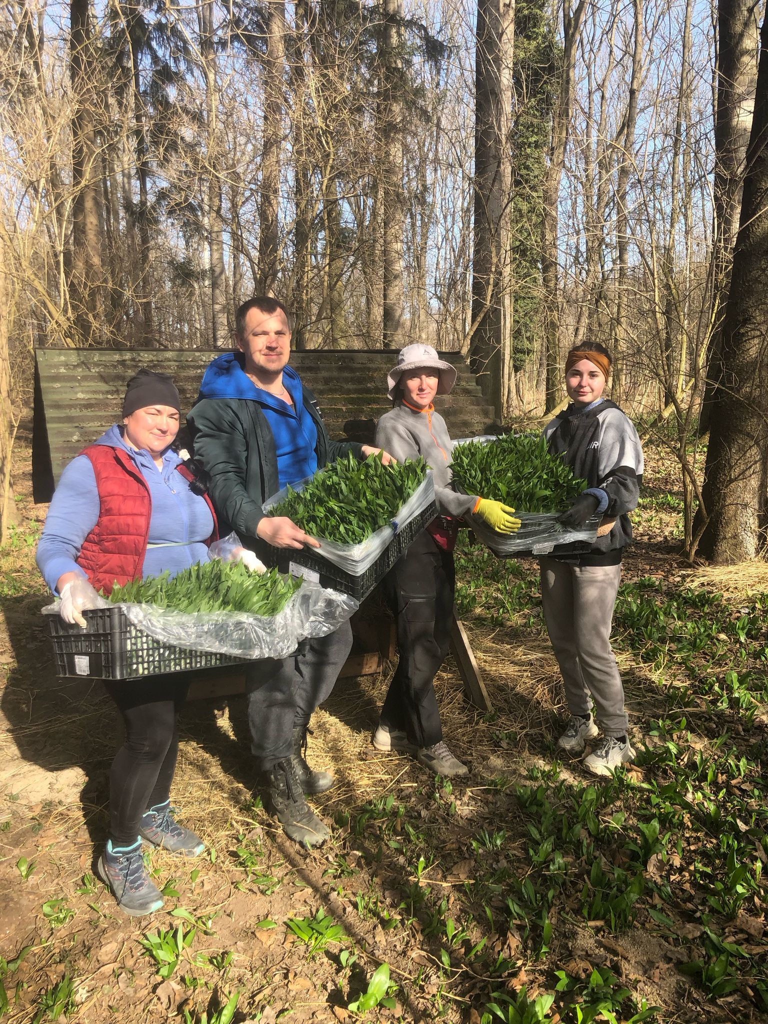 Wildsammler mit frisch geerntetem Bärlauch. Heinrich Penz wartet bereits seit acht Wochen auf die Visa-Erteilung für einen Erntehelfer aus Nepal.