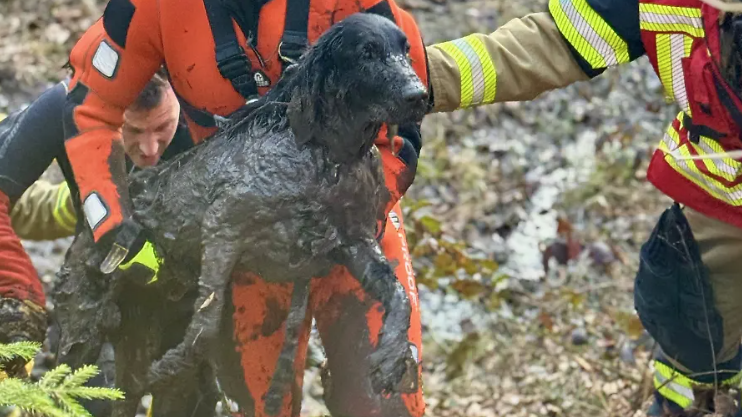 Die Einsatzkräfte der Feuerwehr Stuttgart eilten der Hündin zu Hilfe.