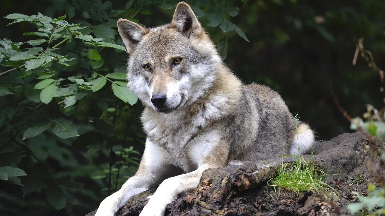 Wolf im Wald