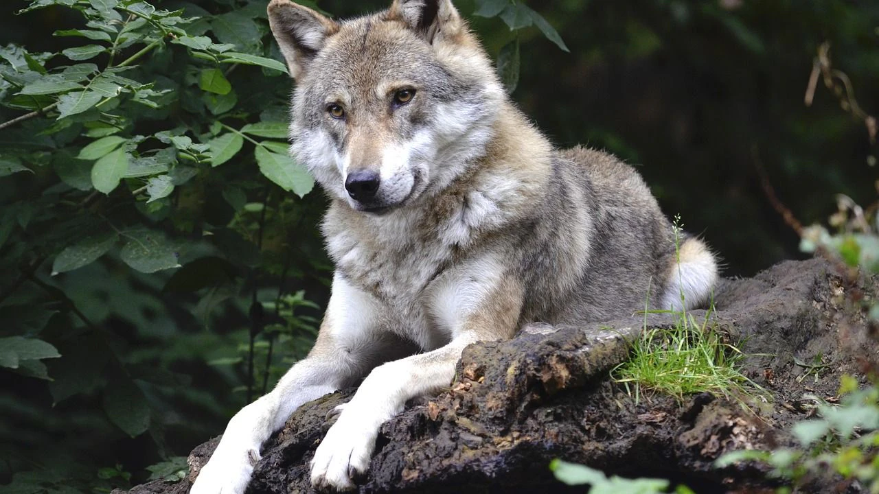 Wolf im Wald