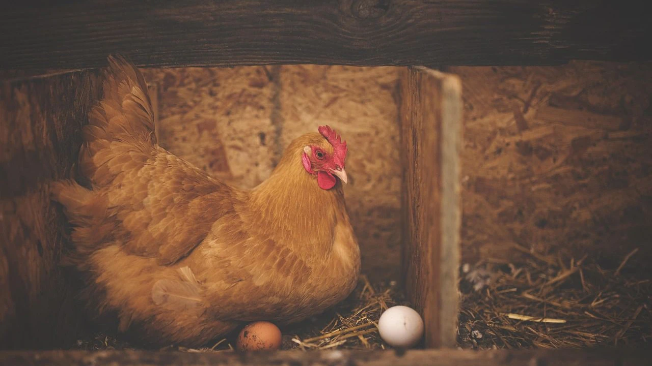 Heute.at - Sehr lustig – 18-Jähriger zwingt Huhn zum Biertrinken
