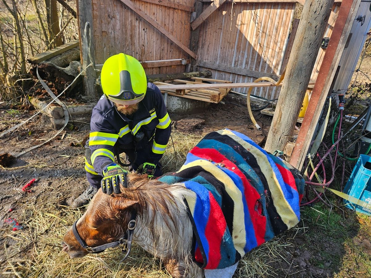 Das Pony konnte aus drei Metern Tiefe gerettet werden.