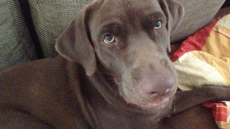 Hund Milo wird von seiner Familie vermisst.