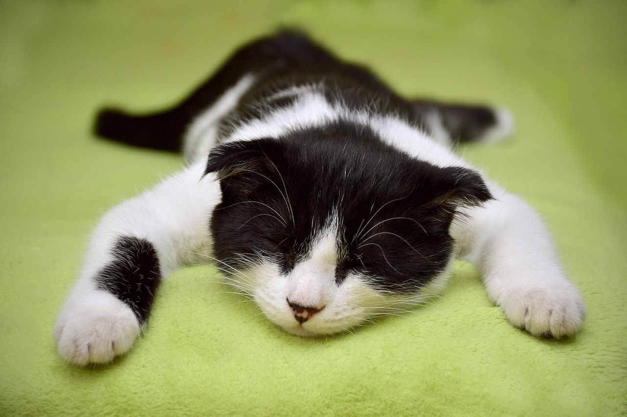 Entspannte Katze