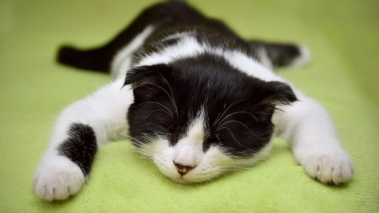 Heute.at - Ist deine Katze wirklich glücklich?