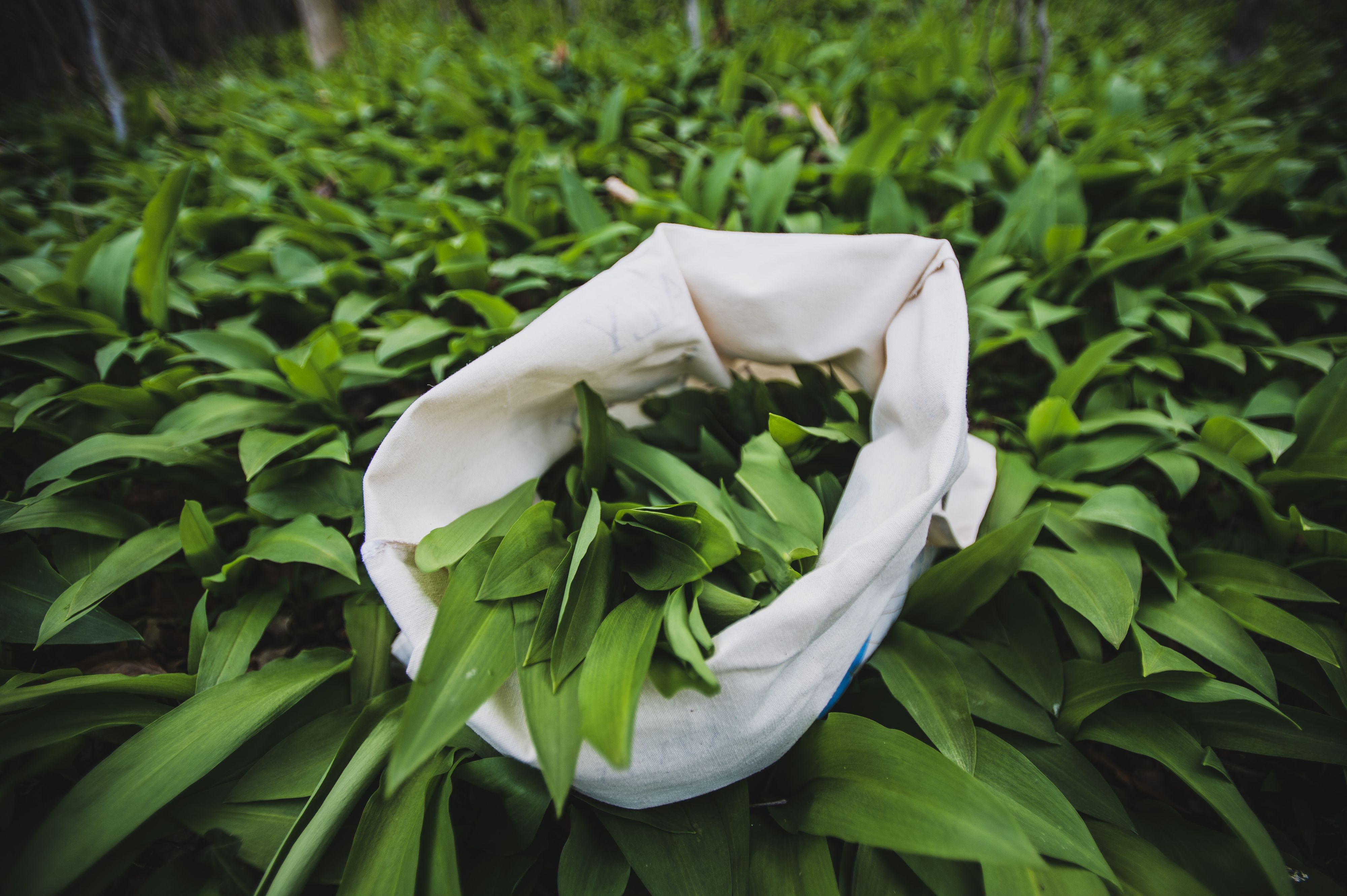 Neben rechtlichen Fragen sollten Sammler auch auf ihre Gesundheit achten. Bärlauch kann leicht mit giftigen Pflanzen wie Maiglöckchen verwechselt werden.