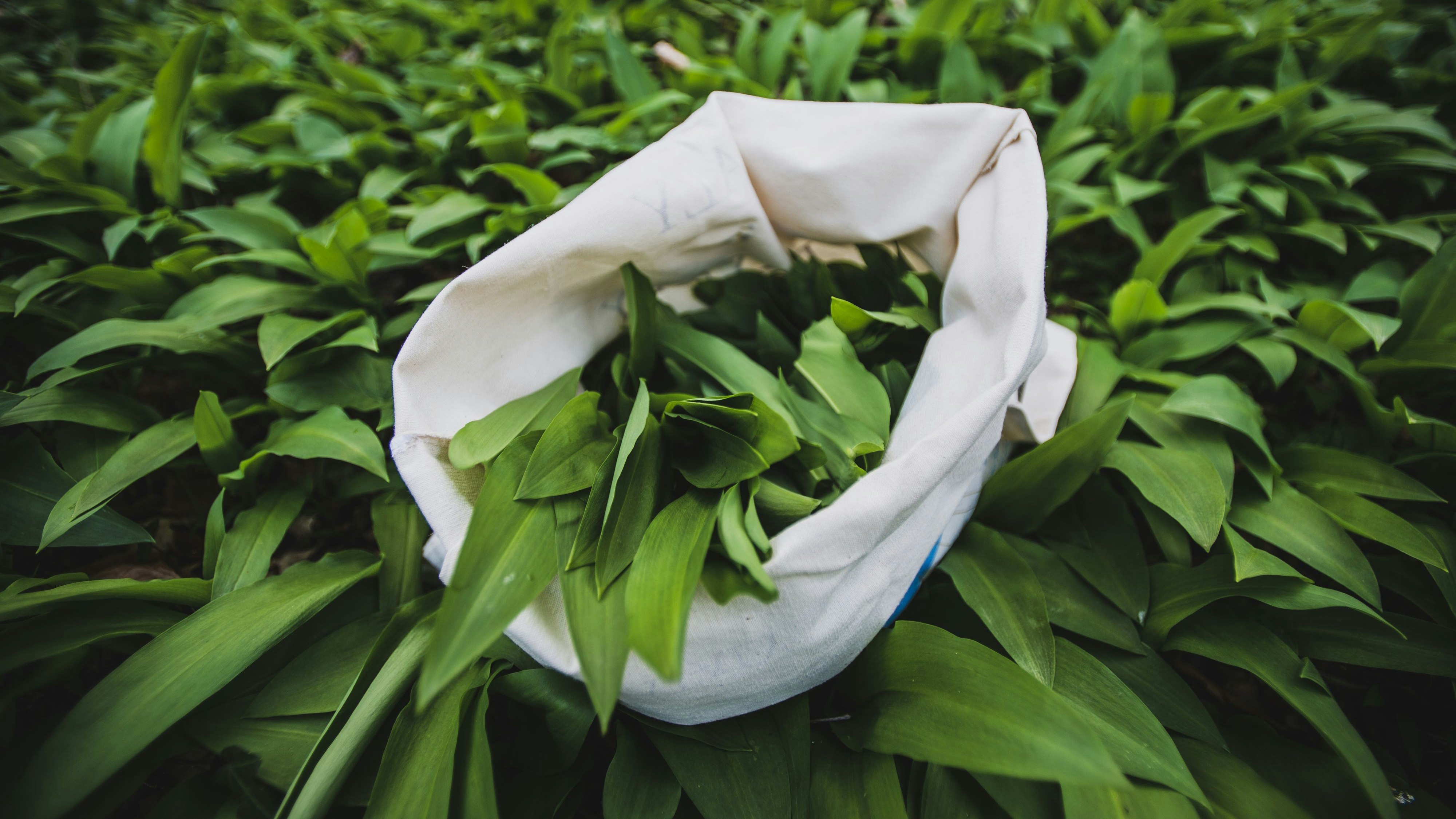 Bärlauch sammeln in den Wäldern rund um Hallein im Tennengau, Salzburg am 27.03.2020. // Collecting wild garlic in the forests around Hallein im Tennengau, Salzburg on March 27th, 2020.