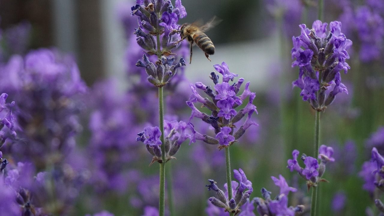 Honigbiene beim Frühjahrsflug auf Lavendelblüte