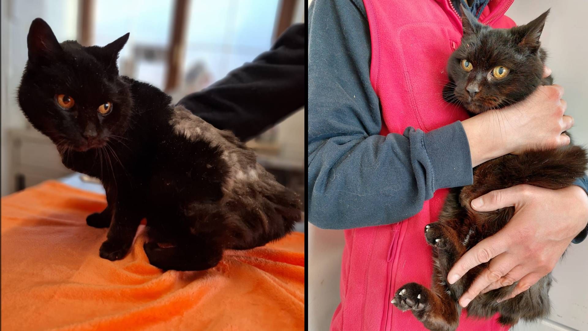 Wer vermisst die schwarze Katze, die ohne Schweif der Pfotenhilfe abgegeben wurde.