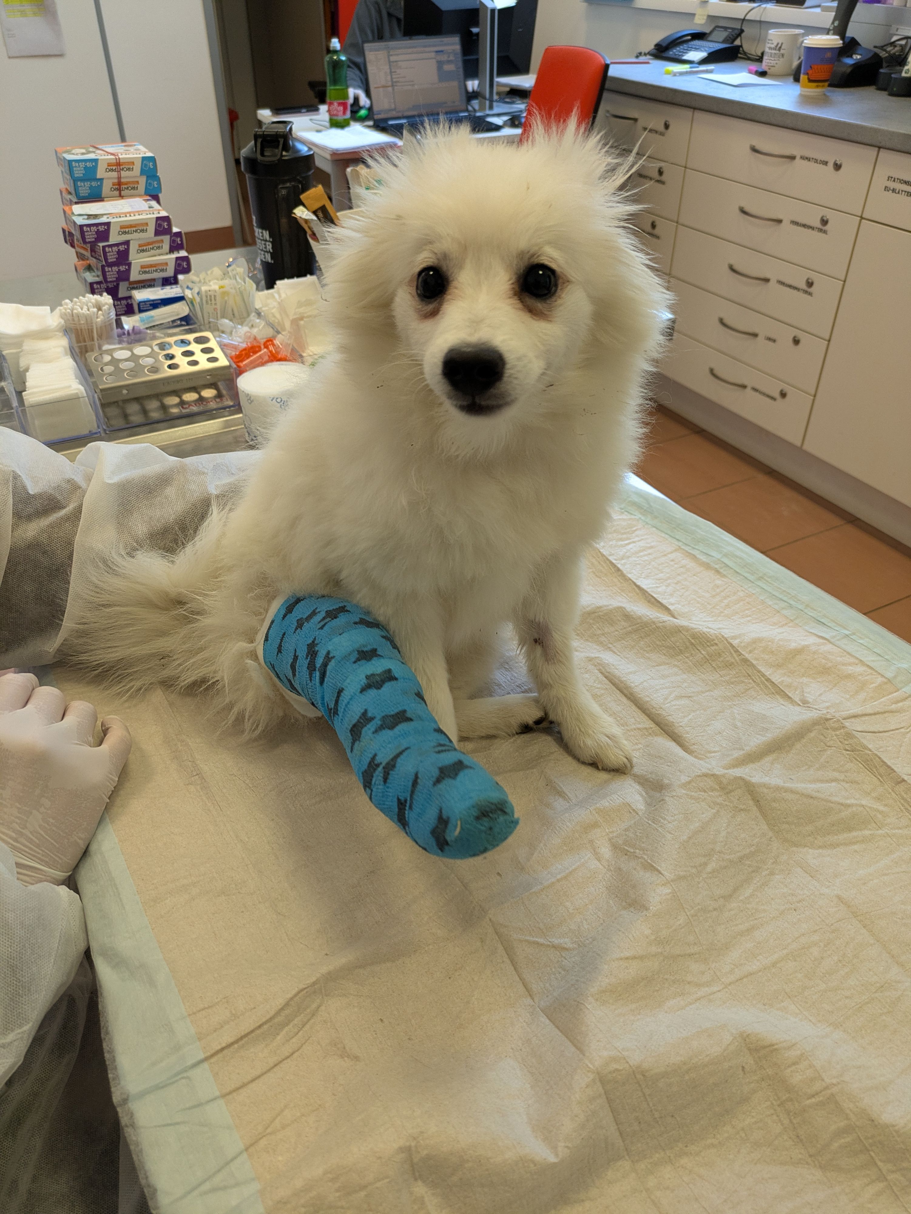 Schon wieder ein verletzter Welpe gefunden: Atsu kämpft sich zurück ins Leben