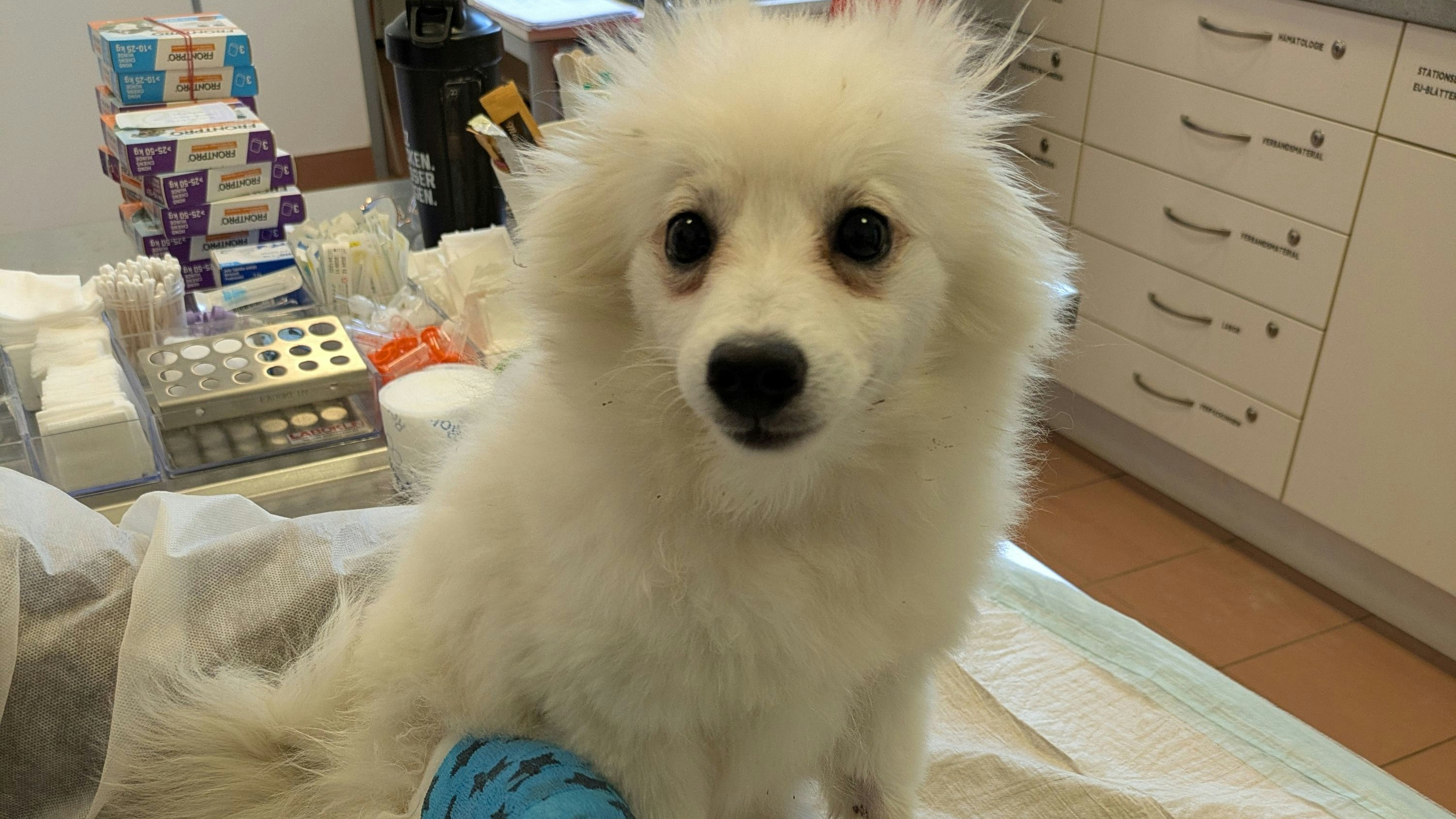 Schon wieder ein verletzter Welpe gefunden: Atsu kämpft sich zurück ins Leben