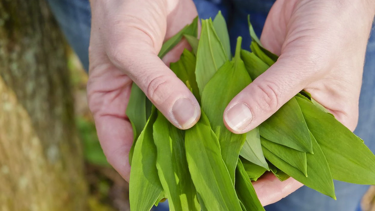 Heute.at - Verwechslungsgefahr! Diese Pflanzen können tödlich sein