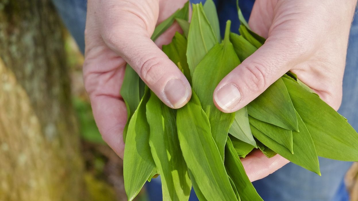 Collecting wild ramson in springtime - Austria
