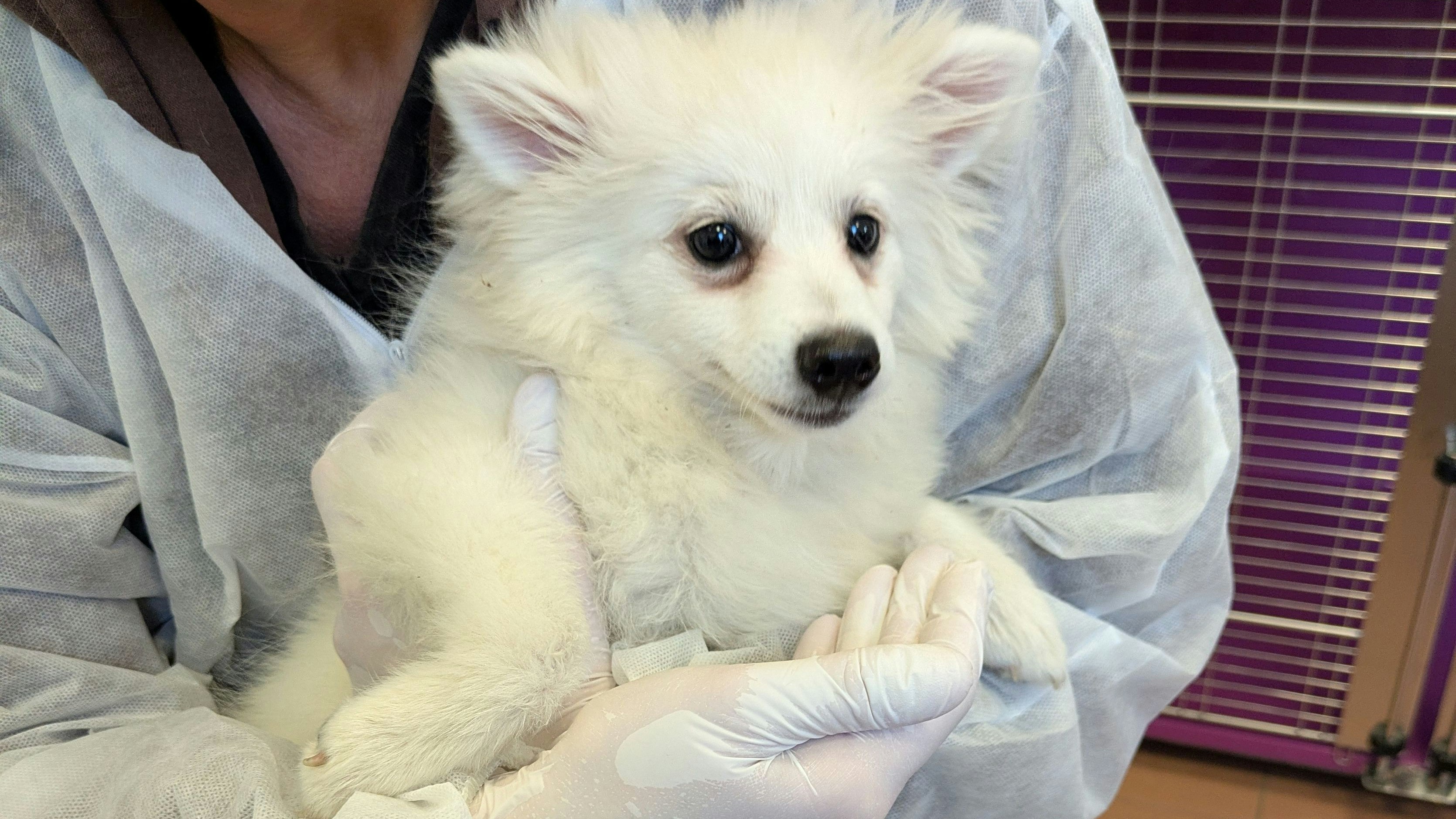 Atsu wurde allein und schwer verletzt neben einem Müllraum gefunden.