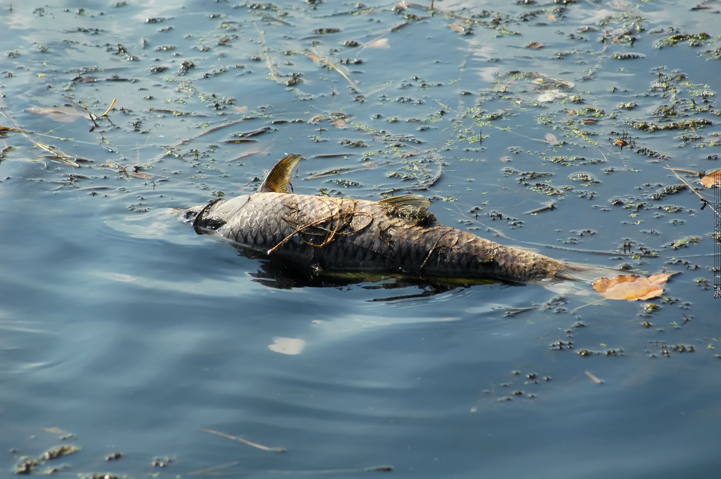 Das Fische-Massesterben in der Lobau sorgte für Aufsehen.