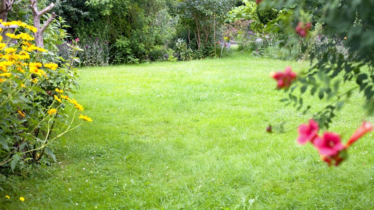 Beautiful backyard garden landscape. Green lawn background in the centre.
