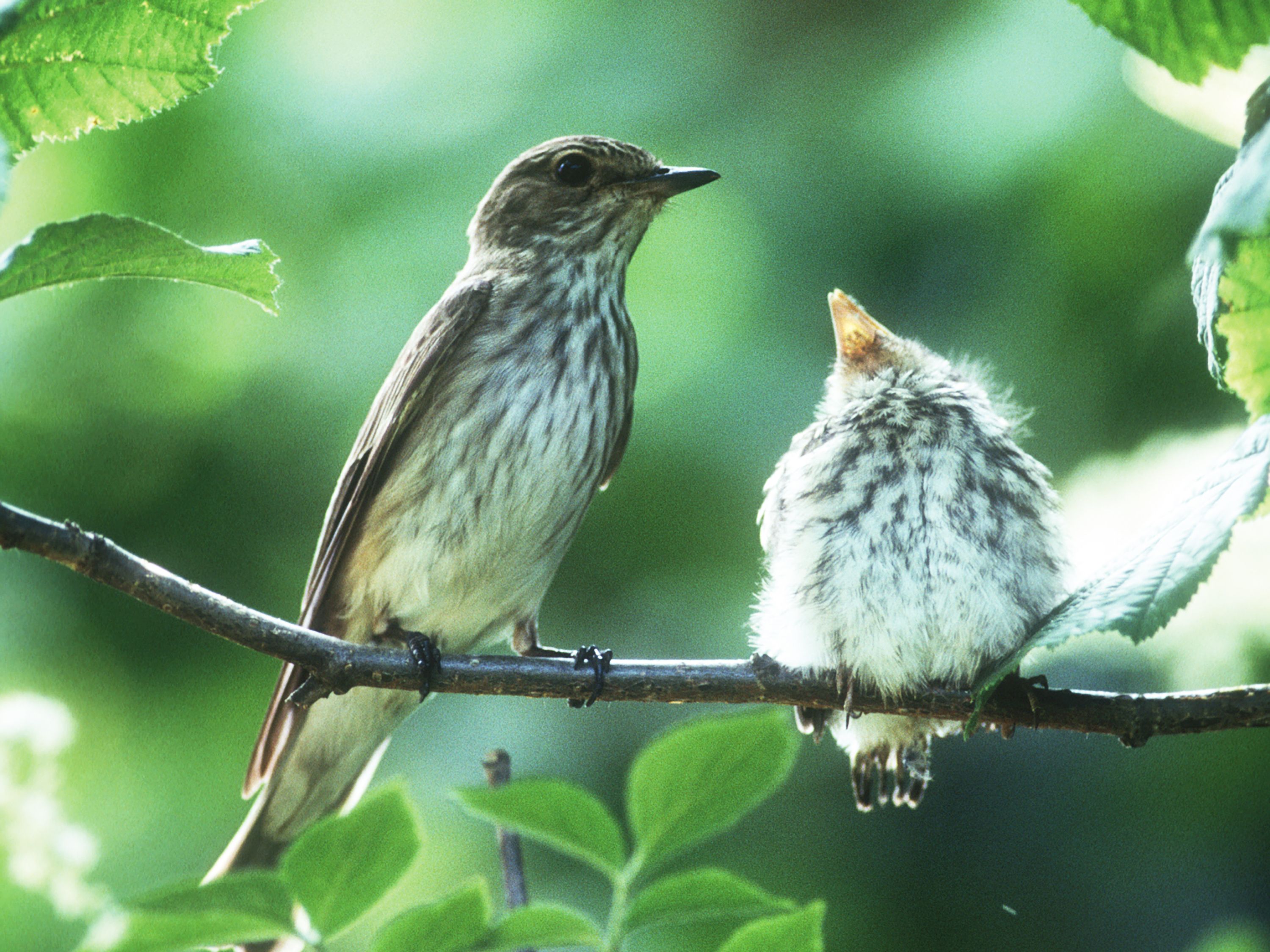 Heute.at - So kannst auch DU eine Vogelhochzeit unterstützen