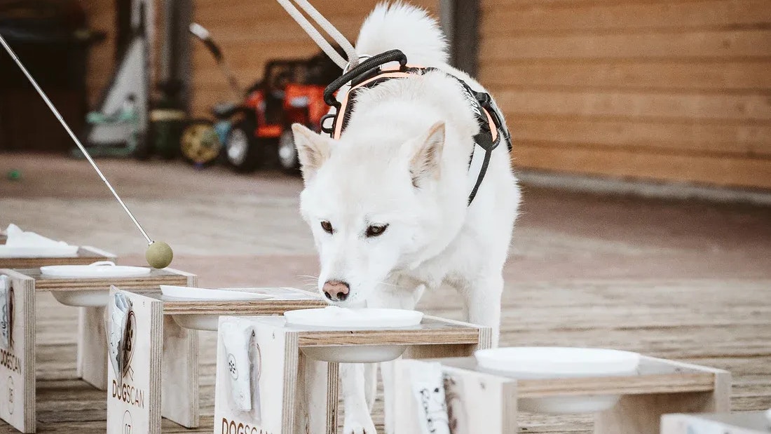 Mit viel Liebe und Geduld wird hier in die spezielle Ausbildung der Hunde investiert. 