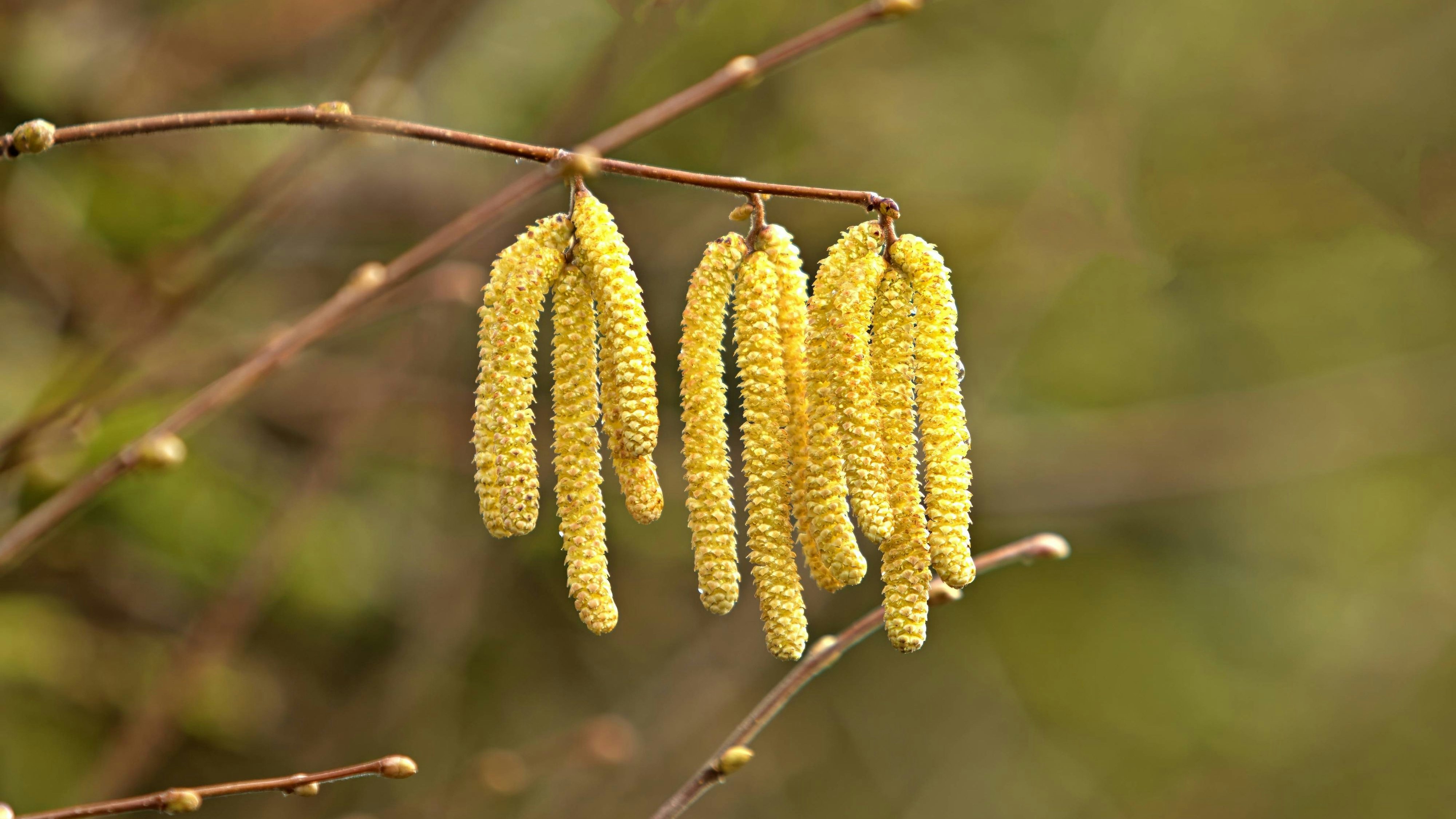 Haselnuss-Kätzchen im Frühling.