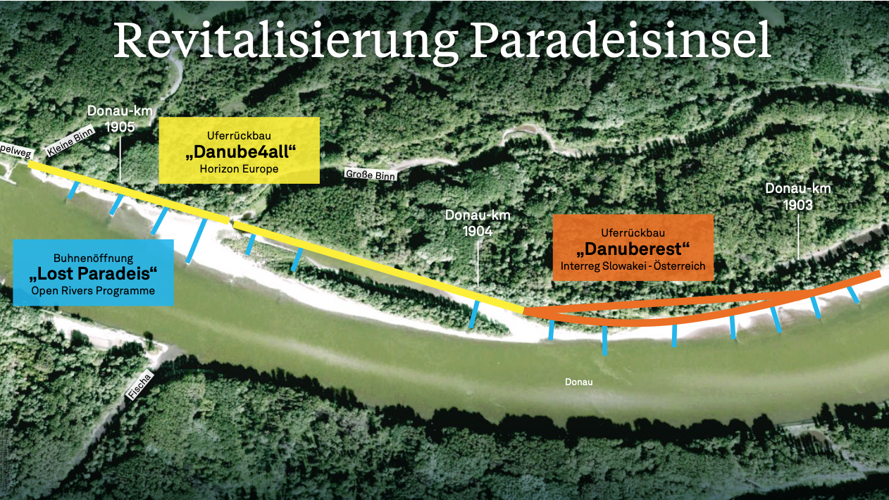 Die Revitalisierung der Paradeisinsel ist gut für die Natur und den Hochwasserschutz.